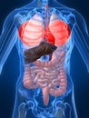 Highlighted lungs Royalty Free Stock Photo