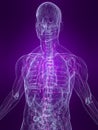 Highlighted lymphatic system Royalty Free Stock Photo