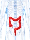 Highlighted male colon