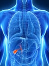 Highlighted male gallbladder