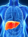 Highlighted male liver
