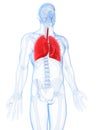 Highlighted male lung