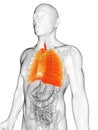 Highlighted male lung