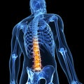 Highlighted male spine Royalty Free Stock Photo