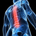 Highlighted male spine Royalty Free Stock Photo
