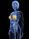 Highlighted mammary glands Royalty Free Stock Photo