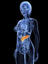 Highlighted pancreas Royalty Free Stock Photo