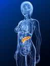 Highlighted pancreas
