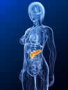 Highlighted pancreas Royalty Free Stock Photo