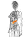 Highlighted pancreas