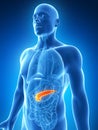 Highlighted pancreas Royalty Free Stock Photo