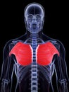 Highlighted pectoralis major Royalty Free Stock Photo