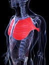 Highlighted pectoralis major Royalty Free Stock Photo