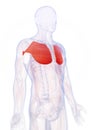 Highlighted pectoralis major Royalty Free Stock Photo