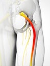 Highlighted sciatic nerve Royalty Free Stock Photo