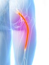 Highlighted sciatic nerve Royalty Free Stock Photo