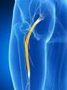 Highlighted sciatic nerve