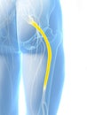 Highlighted sciatic nerve Royalty Free Stock Photo