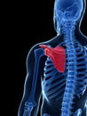 Highlighted shoulder blade Royalty Free Stock Photo