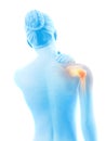 Highlighted shoulder joint