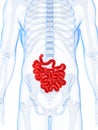 Highlighted small intestines