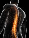 Highlighted spinal chord Royalty Free Stock Photo