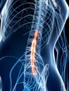 Highlighted spinal cord