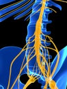 Highlighted spinal cord