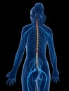 Highlighted spinal cord