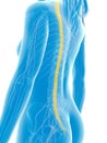 Highlighted spinal cord