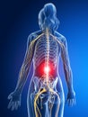 Highlighted spinal cord Royalty Free Stock Photo