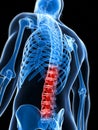 Highlighted spine Royalty Free Stock Photo