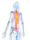 Highlighted spine Royalty Free Stock Photo