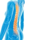 Highlighted spine Royalty Free Stock Photo