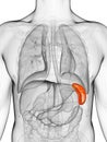 Highlighted spleen