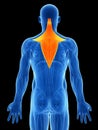 Highlighted trapezius Royalty Free Stock Photo