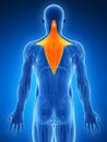 Highlighted trapezius