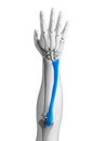 Highlighted ulna Royalty Free Stock Photo