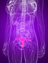 Highlighted uterus Royalty Free Stock Photo