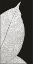 The image is a vector illustration of a leaf skeleton,cdr x25 by nayab Royalty Free Stock Photo
