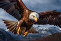 Majestic Birds of Prey