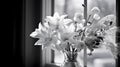 highlights black and white filter