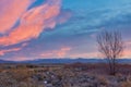 Lone Tree Winter Sunrise Royalty Free Stock Photo