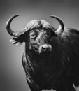 Highly alerted buffalo bull closeup.