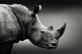 Rhino / Rhinoceros portrait close-up in black and white Royalty Free Stock Photo