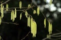 Highly allergenic Hazel flowers Royalty Free Stock Photo