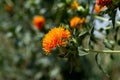 Highly branched, herbaceous, thistle-like annual plant, Safflower oil plant Royalty Free Stock Photo
