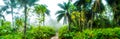 A highly colour image of forest landscape with palm trees and a path