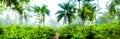 A highly colour image of forest landscape with palm trees and a path