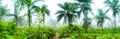 A highly colour image of forest landscape with palm trees and a path